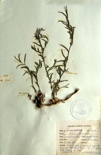 Lepidagathis trinervis fullplant2.jpg